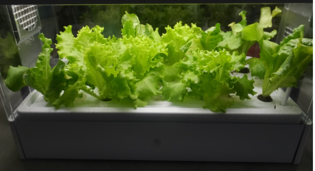 Q.水耕栽培のレタスって味が水っぽいんでしょ？