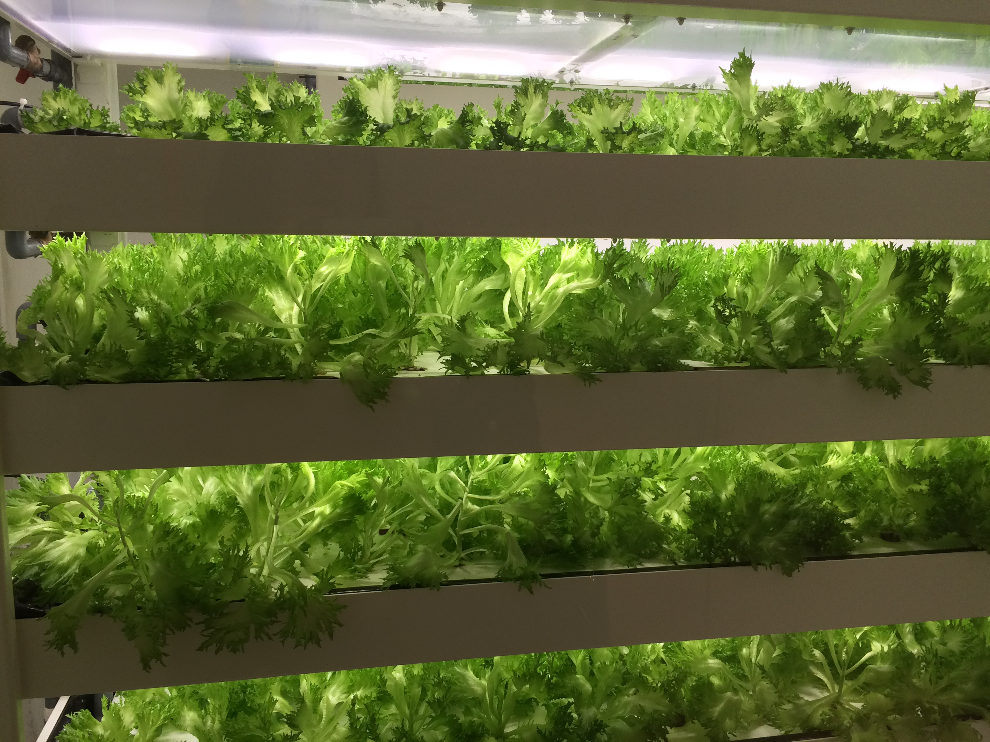 自給ラボの歩き方