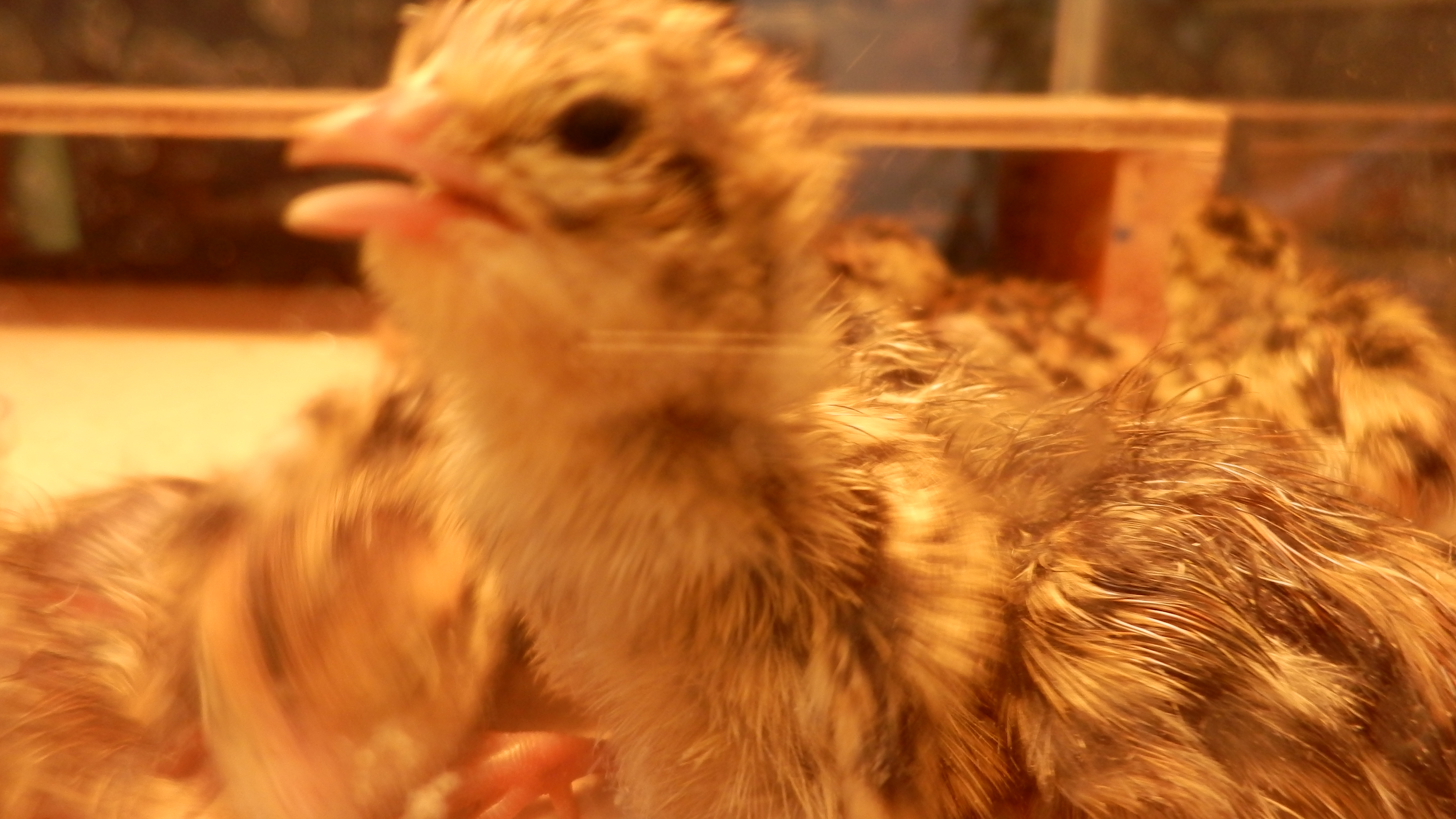 ウズラ孵化後1日経過！モフモフ可愛い！