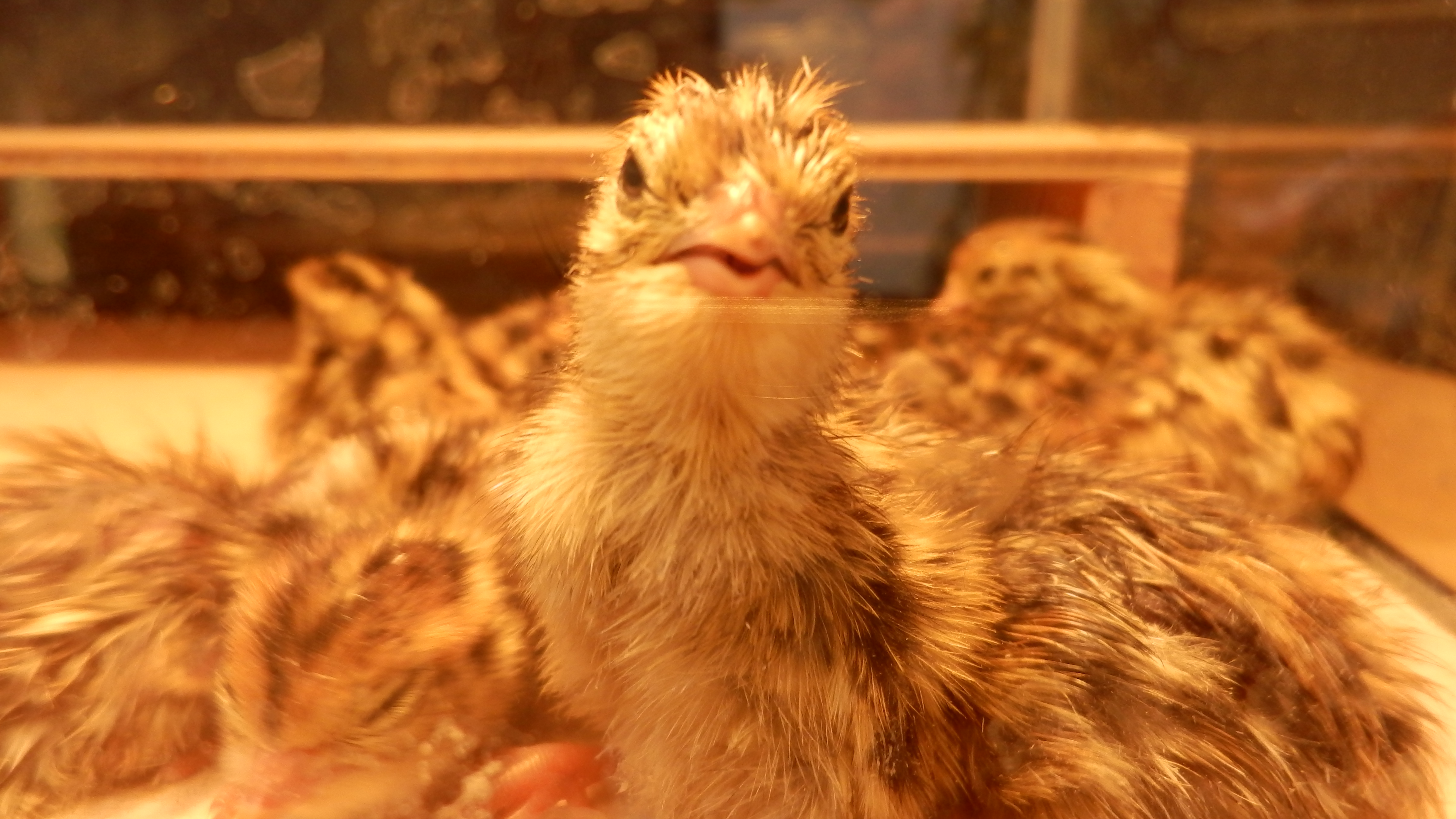 マイコンPID制御自作ふ卵器でウズラが孵化！