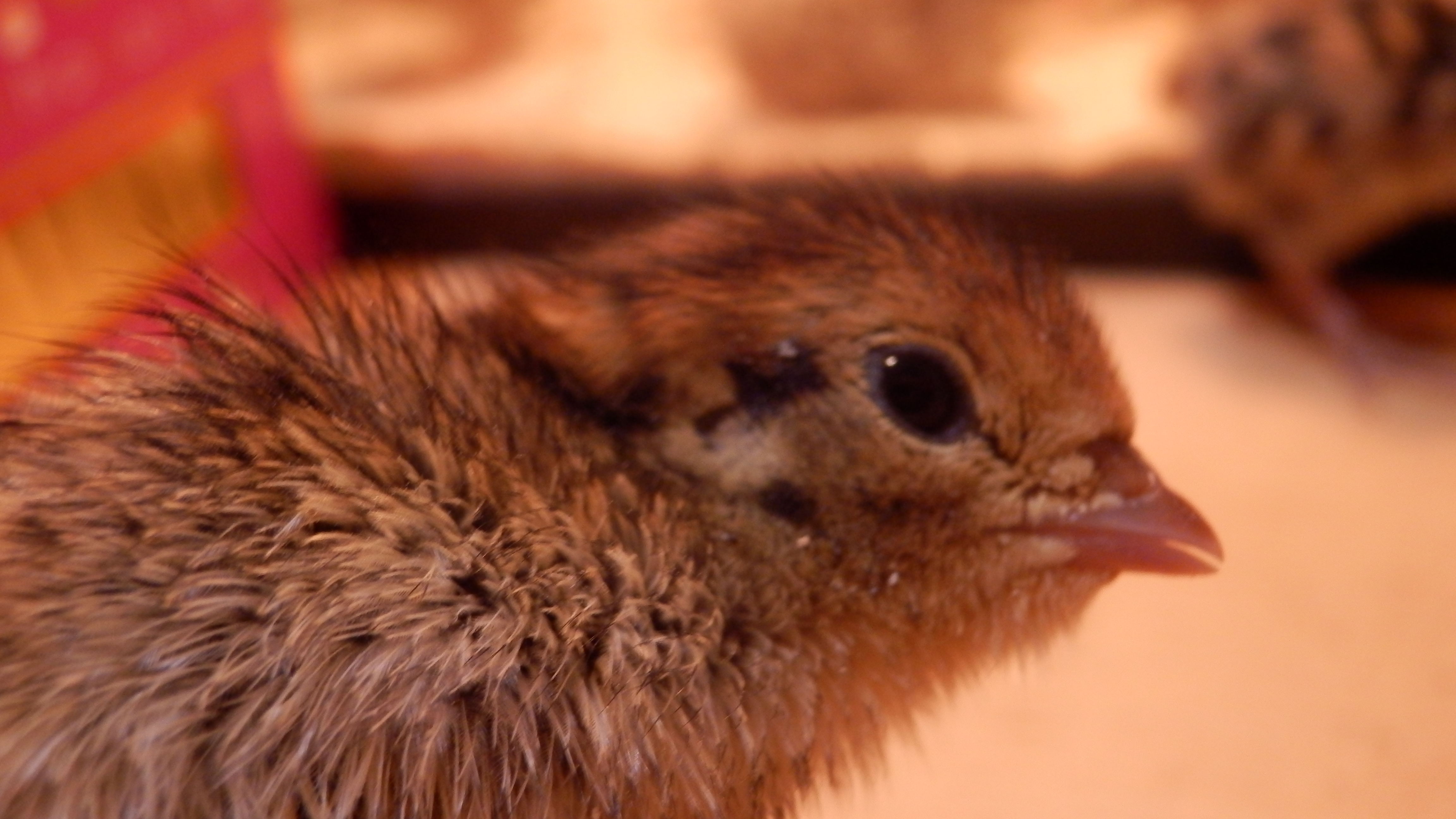 【キュン死写真＆動画アリ】ウズラ育成日記・・孵化後2日目