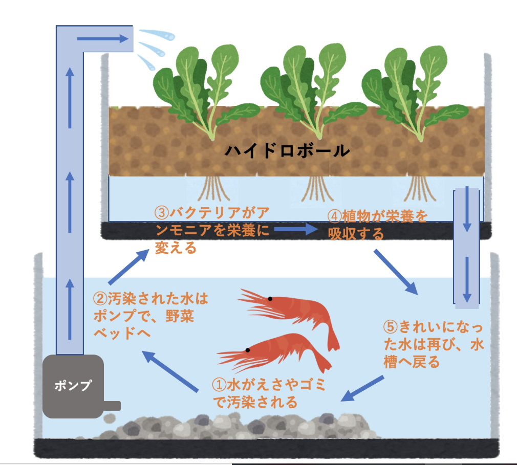 【クラウドファンディング中】アクアポニックスで貧困解決に挑む学生団体”collejob”