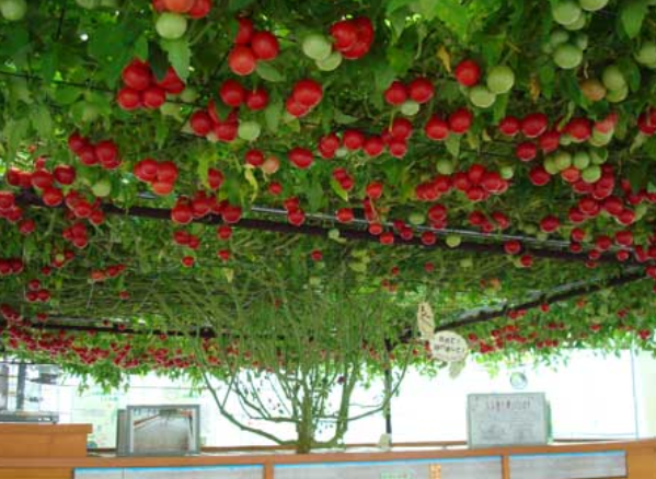 【トマトが巨木化】水耕栽培が植物を超絶活性化させる深い理由と、水耕栽培の始め方、コツ集。