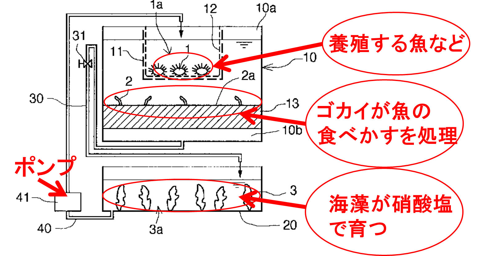 【おもろい特許みっけ】魚介類と海藻の同時養殖