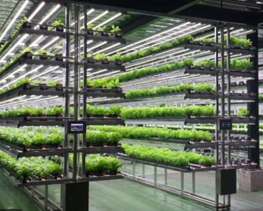 植物工場はなぜ高い？？～気になる価格の計算式！